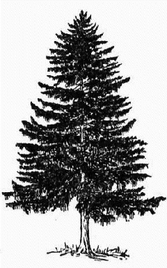 Evergreen Tree